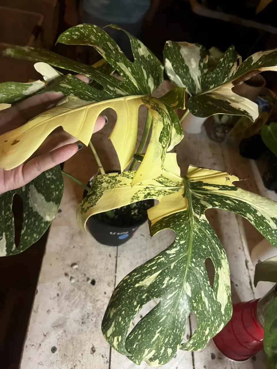 plant/monstera crème brûlée mom-1