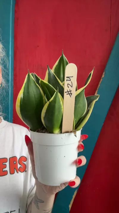 plant/24-0-thumbnail