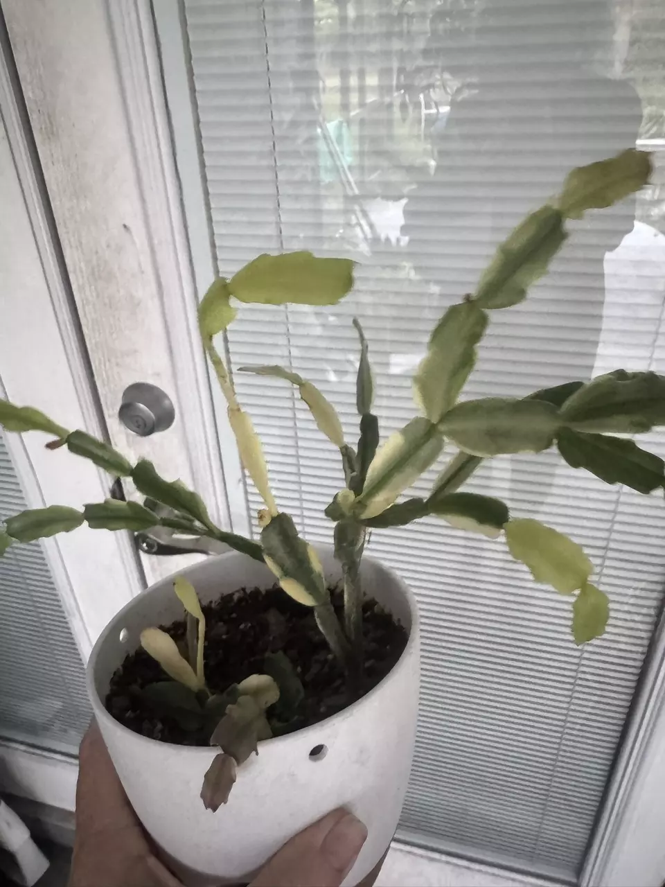 plant/variegated Christmas cactus 2 section cutting-0