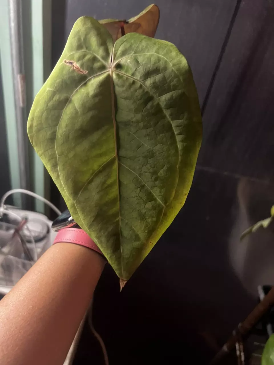 plant/5819 anth red spider x self-1
