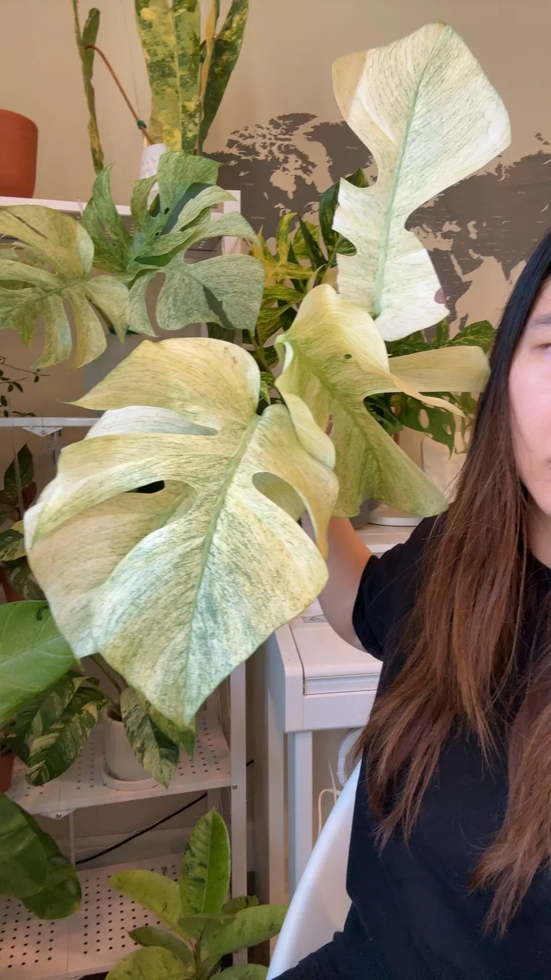plant/monstera full mint no 2-0