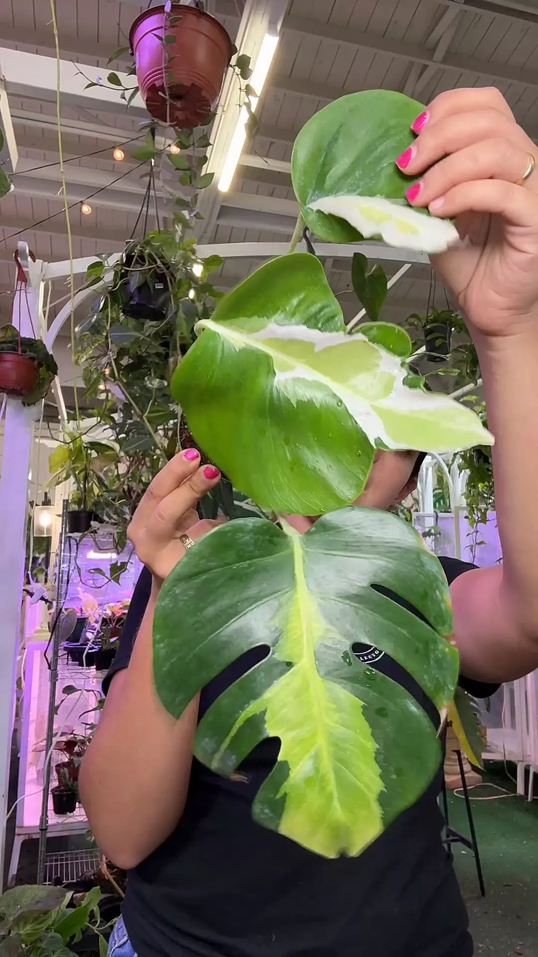 plant/1886 monstera lava-0