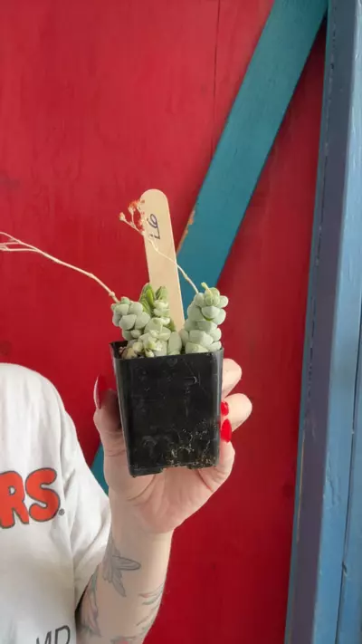 plant/25-0-thumbnail