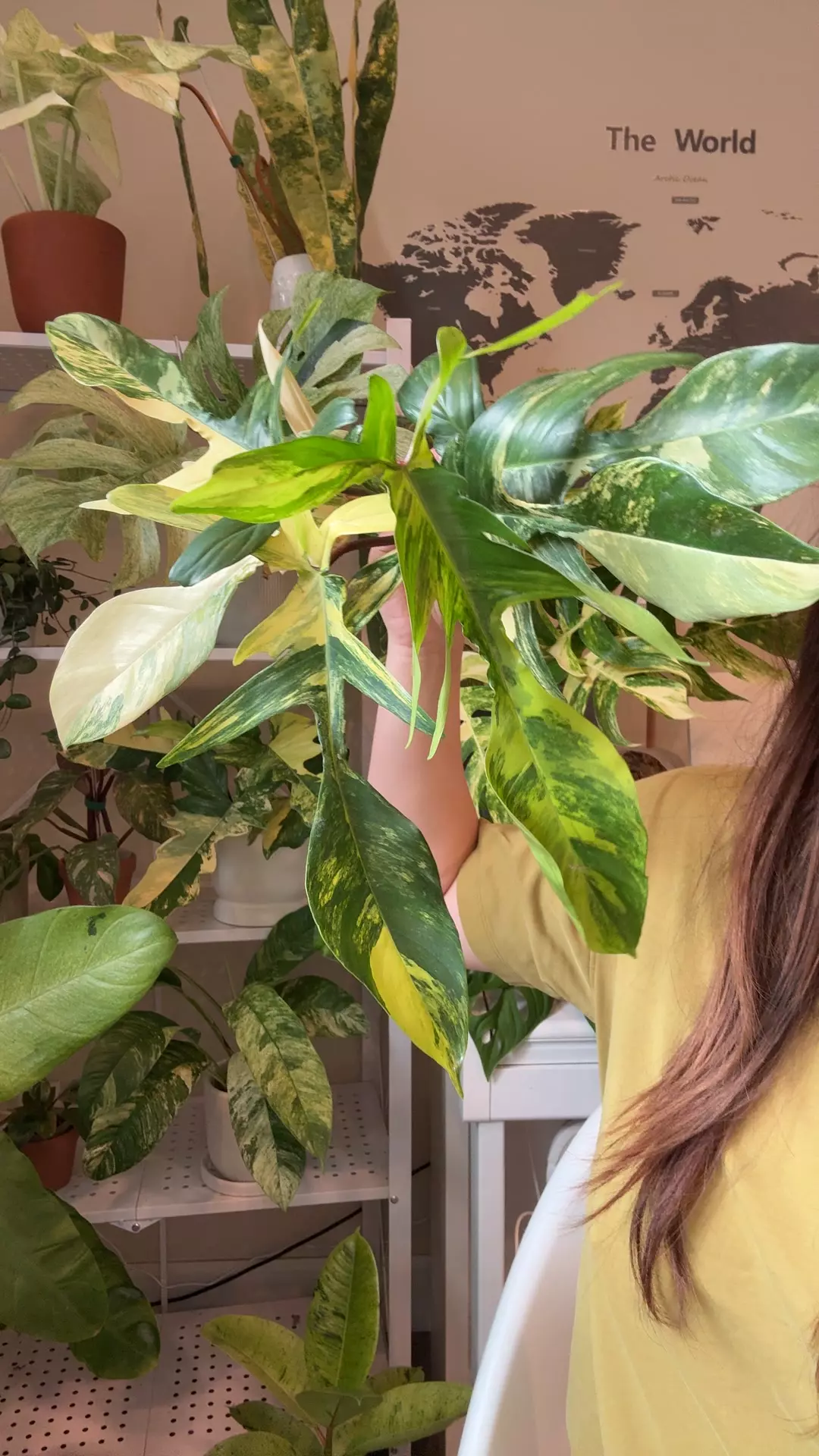 plant/philodendron Florida beauty no 2-0