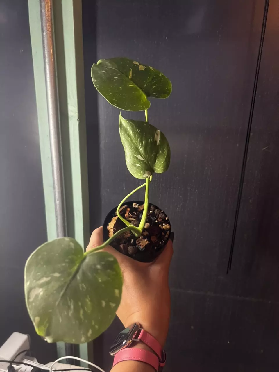 plant/thai con DWTS-0