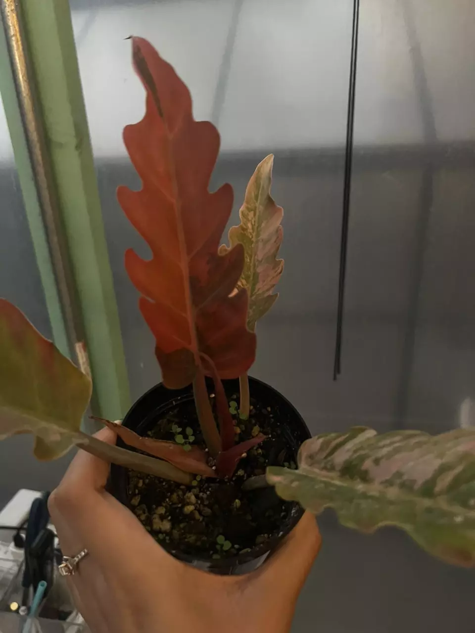 plant/5763 caramel marble-1