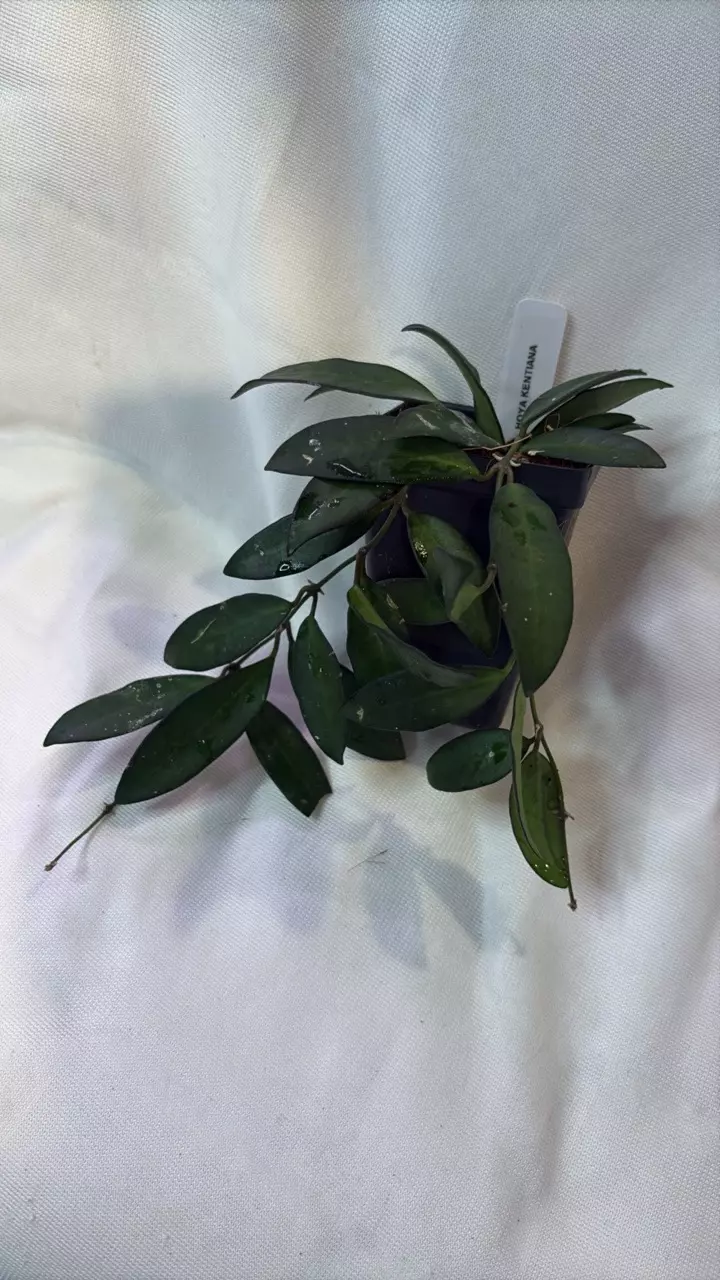 plant/153 Hoya Kentianna-0
