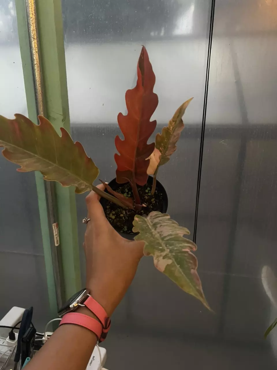 plant/5763 caramel marble-0