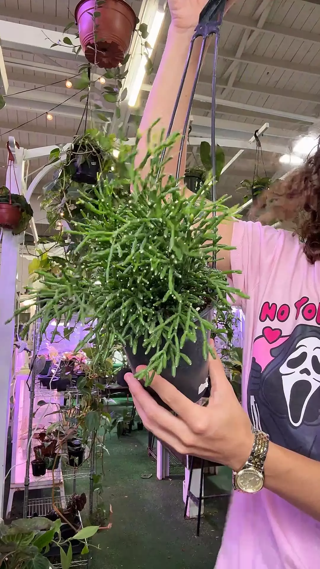 plant/Rhipsalis GC-0