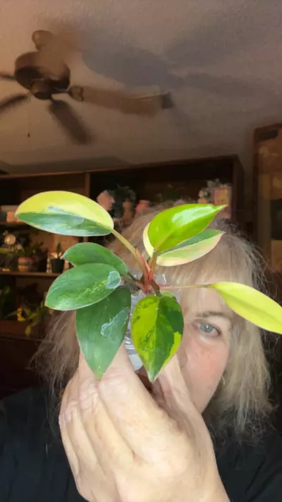 plant/Red Congo Variegated-0-thumbnail