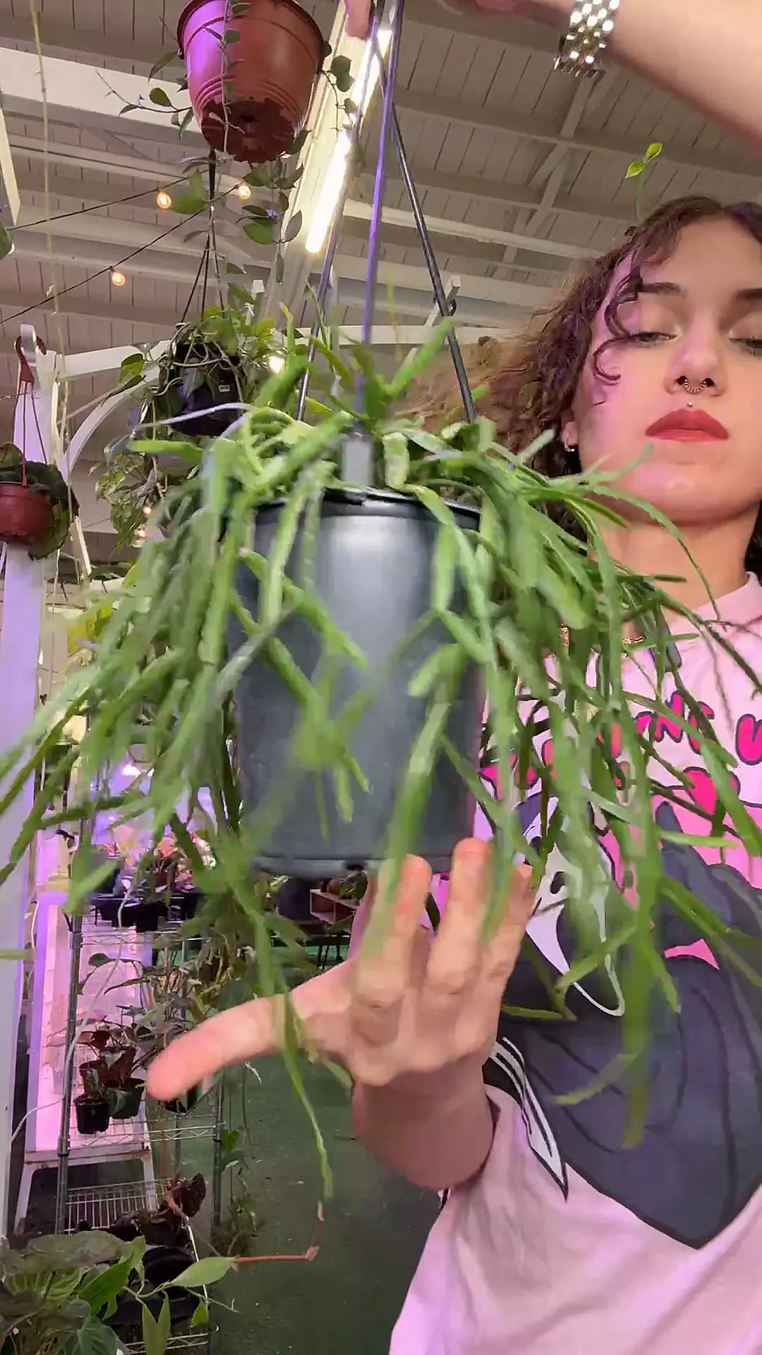 plant/Rhipsalis GC-0