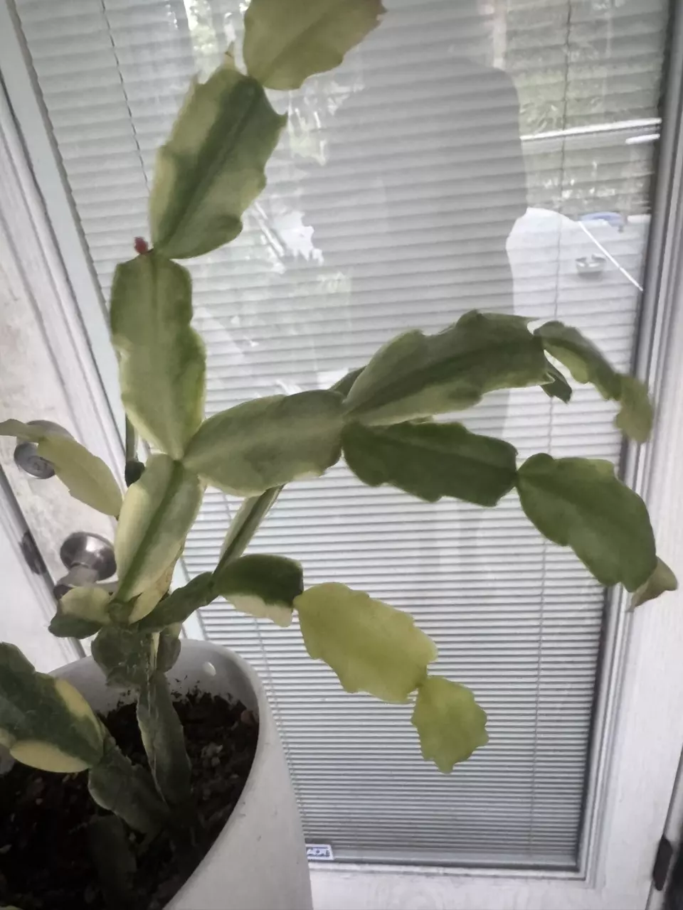 plant/variegated Christmas cactus 2 section cutting-1