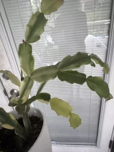 plant/variegated Christmas cactus 2 section cutting-1-thumbnail