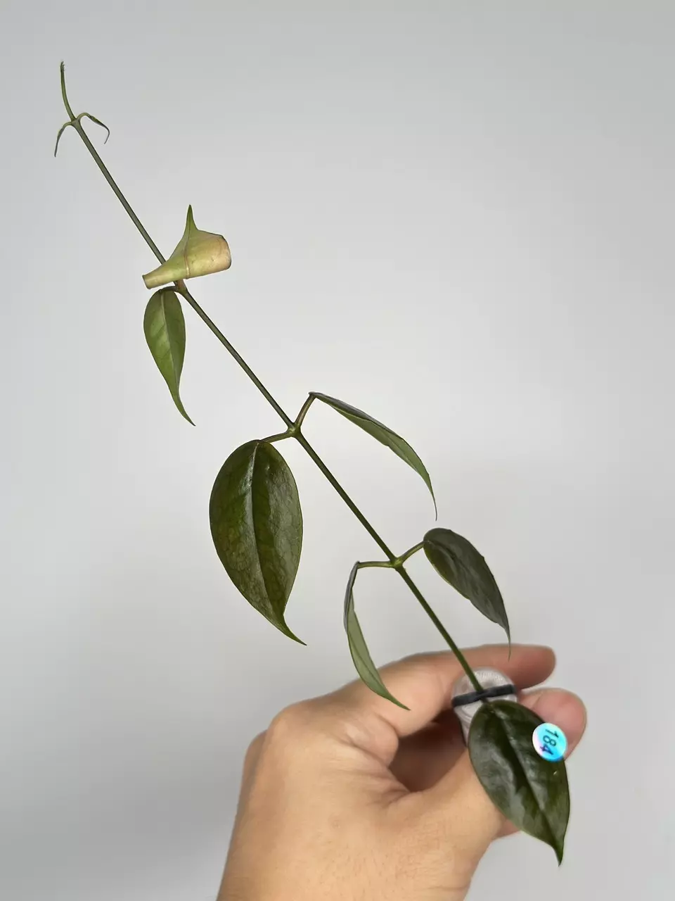 plant/184 Paizaie-0