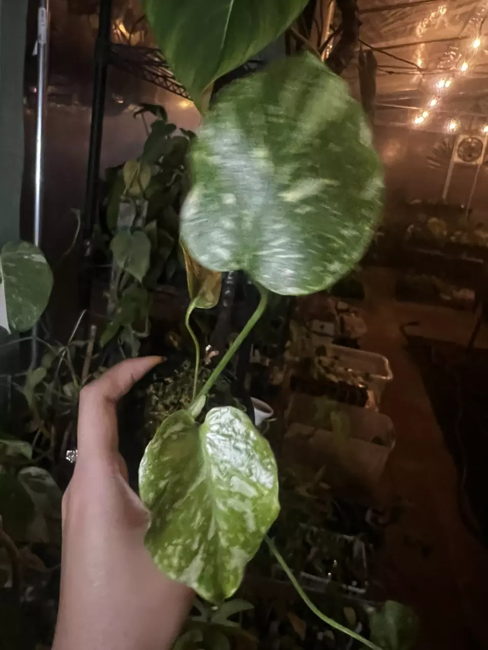 plant/monstera electrolyte baby-0