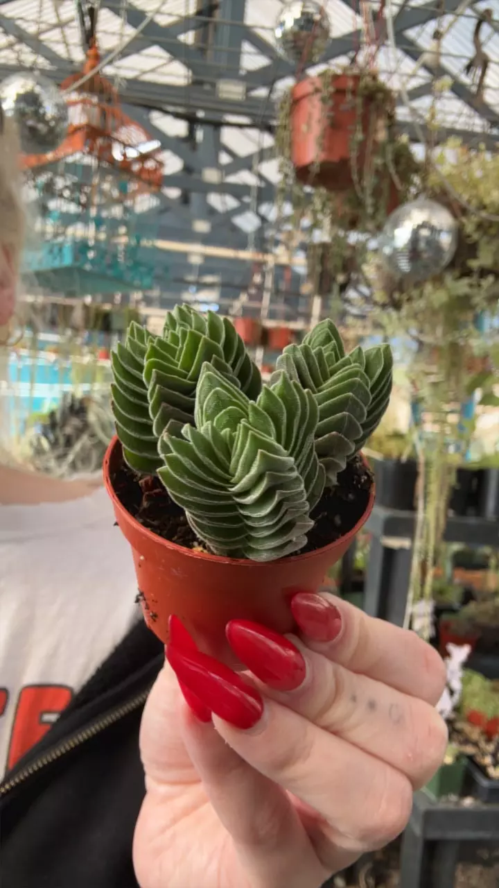 plant/buddha crassula-0