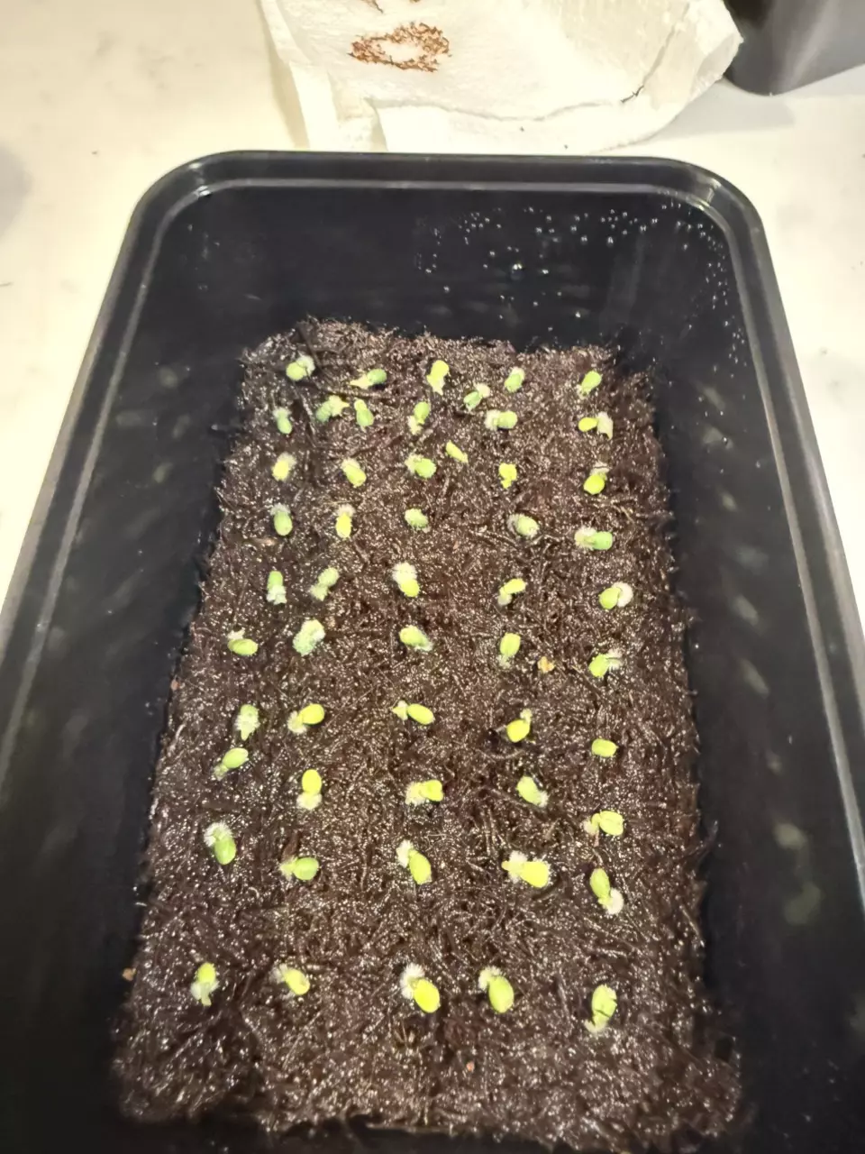 plant/Set of 2! Anthurium “Dark Phoenix” x kunayalense “PM3”-1