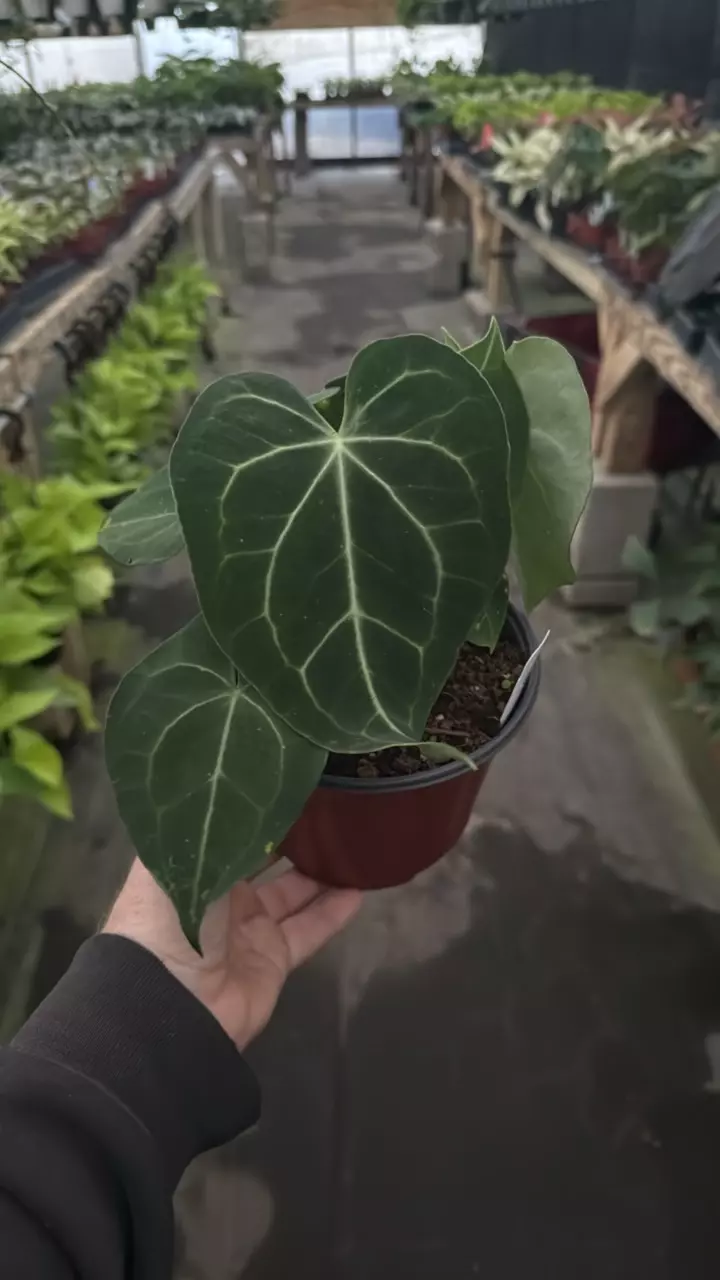 plant/6” anthurium clarinervium *** SPECIAL ***-0
