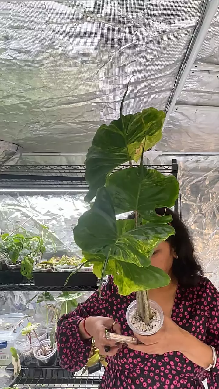 plant/Stingray aurea mama-0