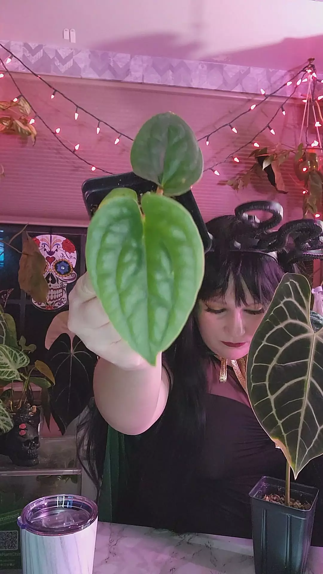 plant/Lux Platinum 0270-0