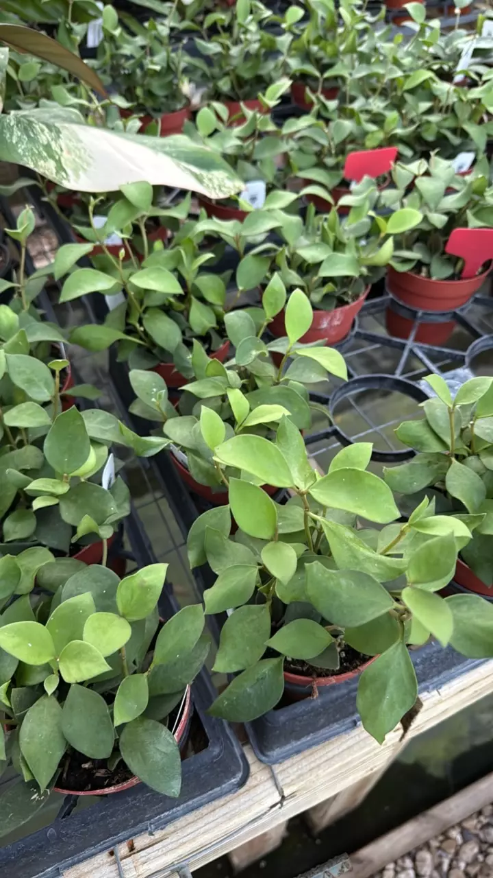 plant/4” Hoya nummularioides *** SPECIAL ***-1