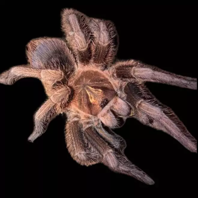 plant/Phormictopus Monte Cristi 1”-0