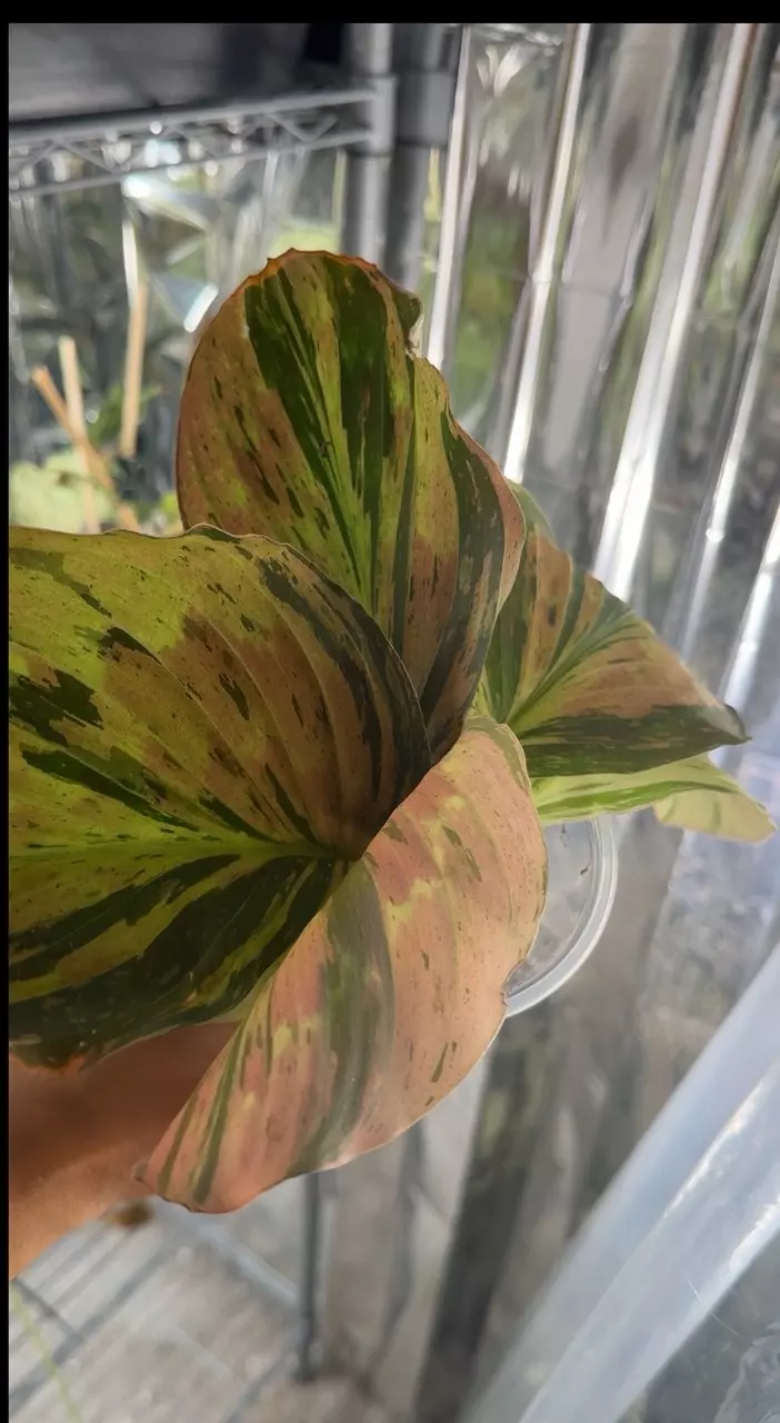 plant/Kaempferia Var 59-0