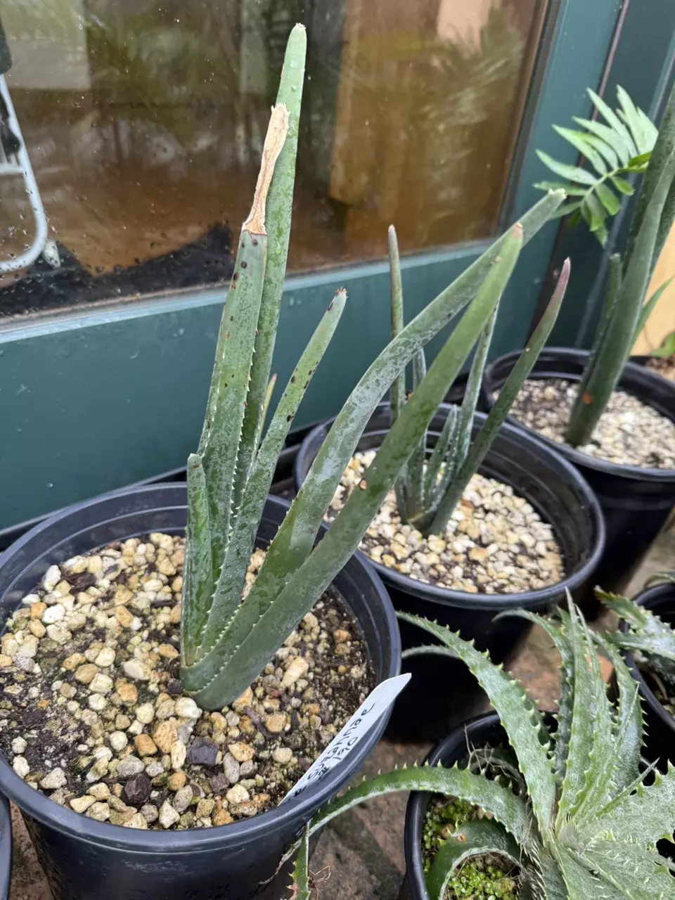 plant/Aloe susanae-0