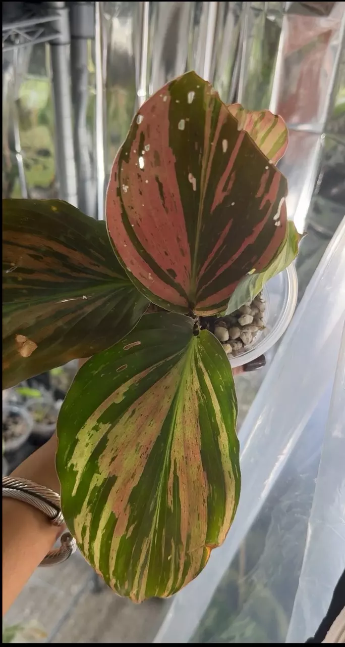 plant/Kaempferia Var 58-0