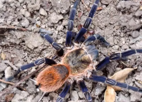 plant/Thrixopelma Kimraykawsaki .5”-0