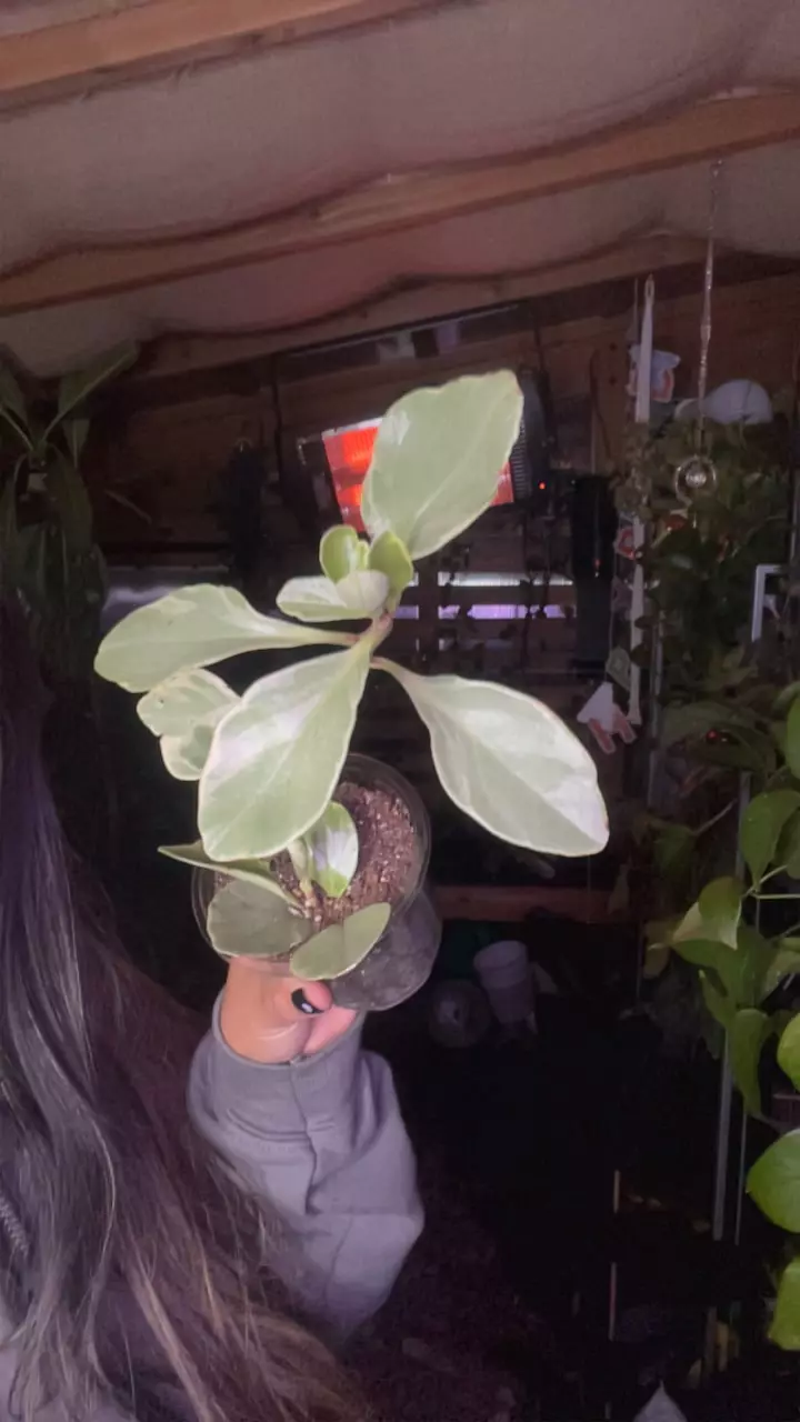 plant/Var GOG Pepp-0