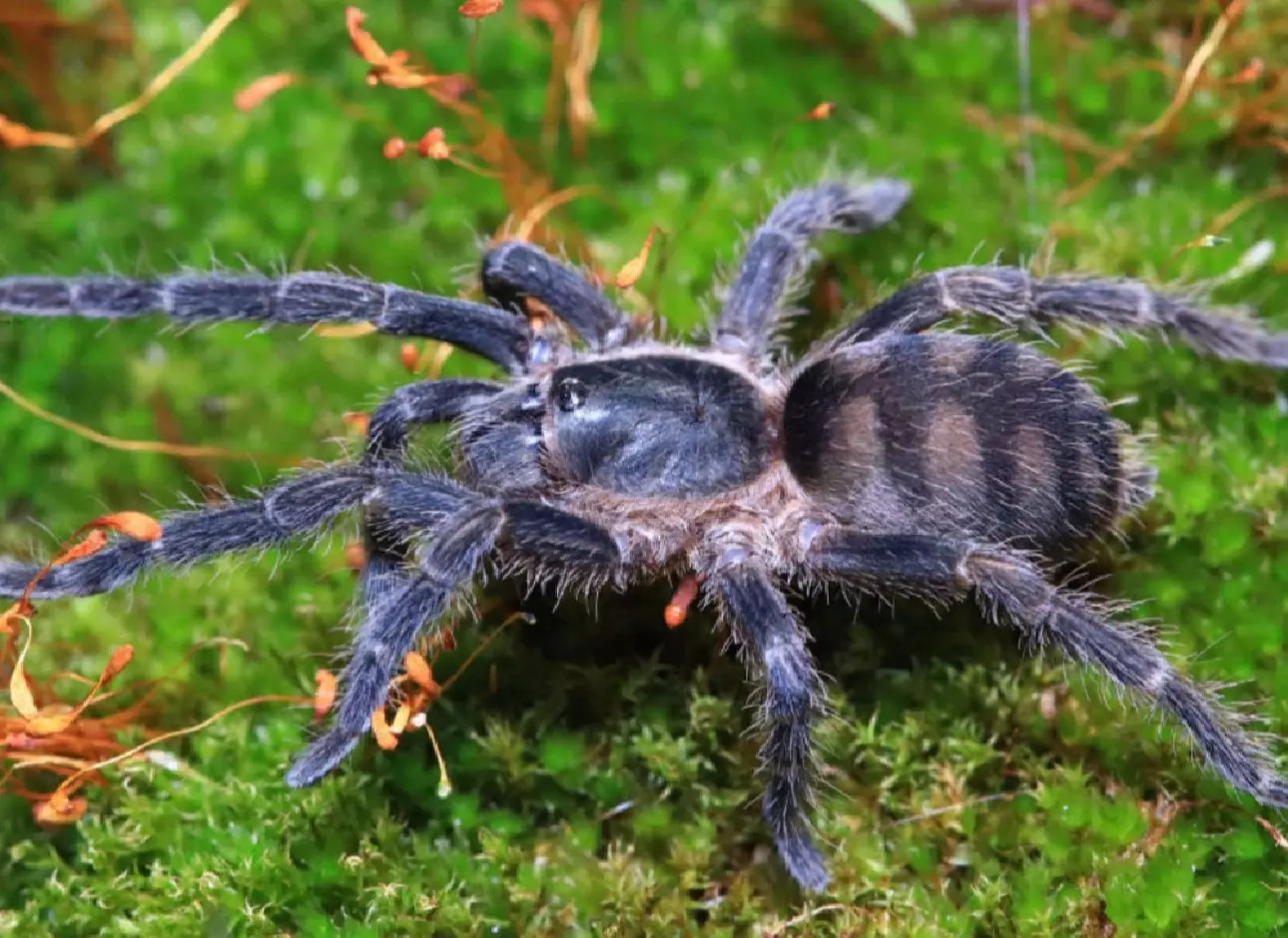 plant/Guyruita Cerrado.5”-0