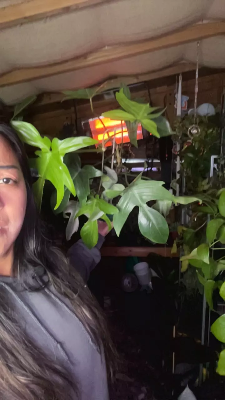 plant/Florida mint-0