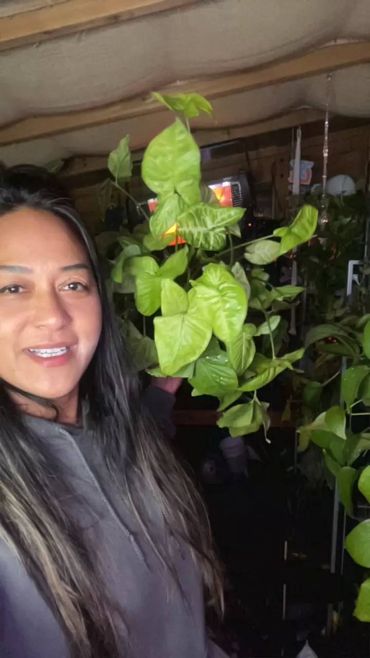 plant/Mix syngonium-0