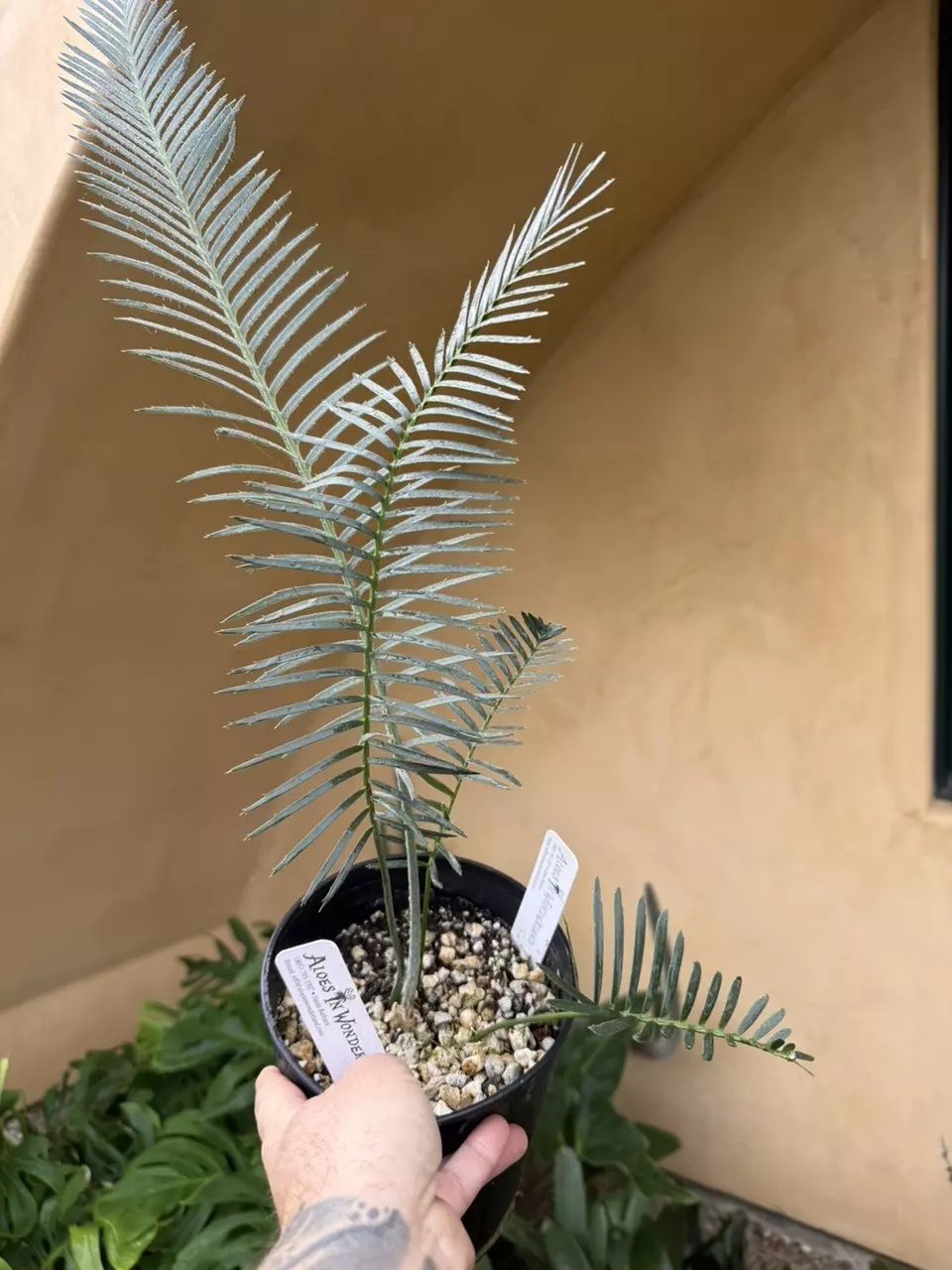 plant/Dioon argenteum-0