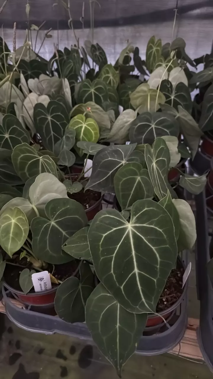 plant/6” anthurium clarinervium *** SPECIAL ***-1