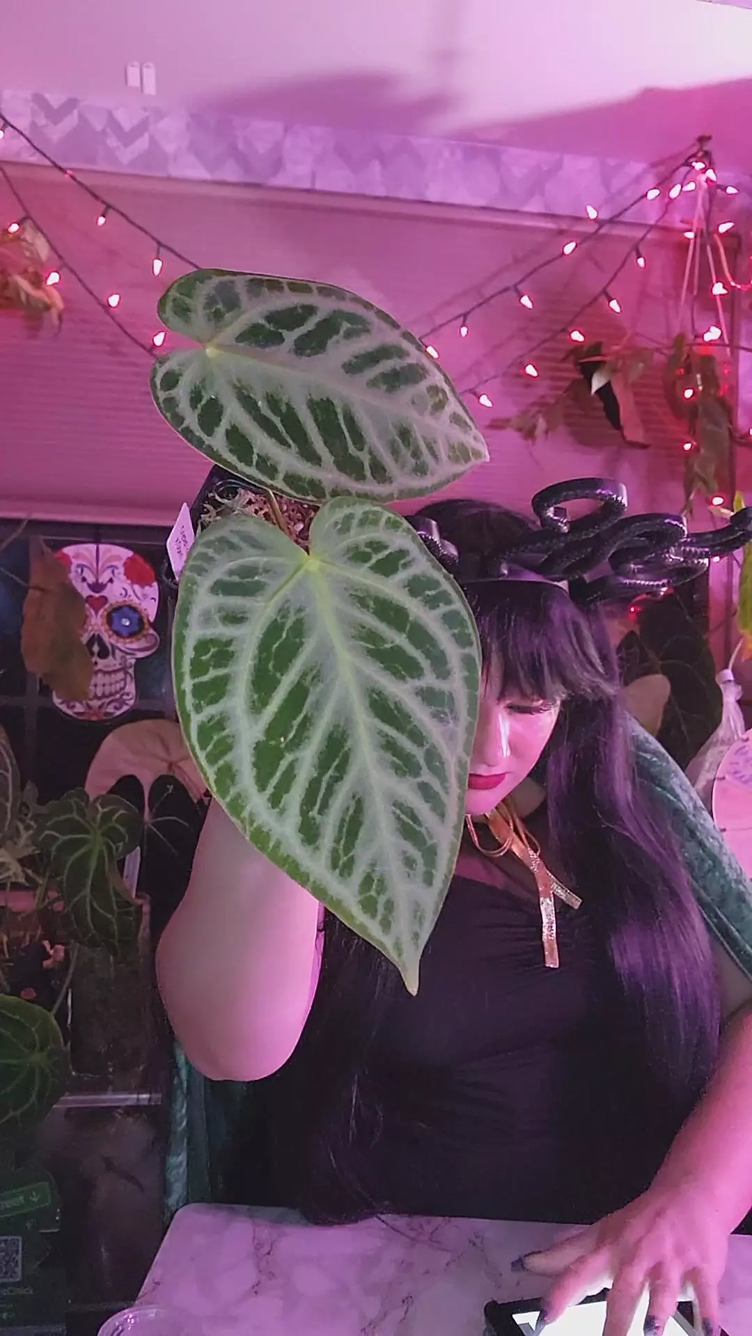 plant/Silver King X-0