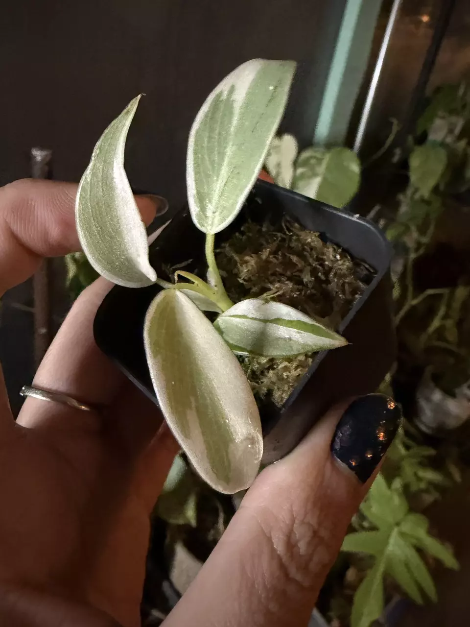 plant/philodendron spiritus sancti albo marg-0