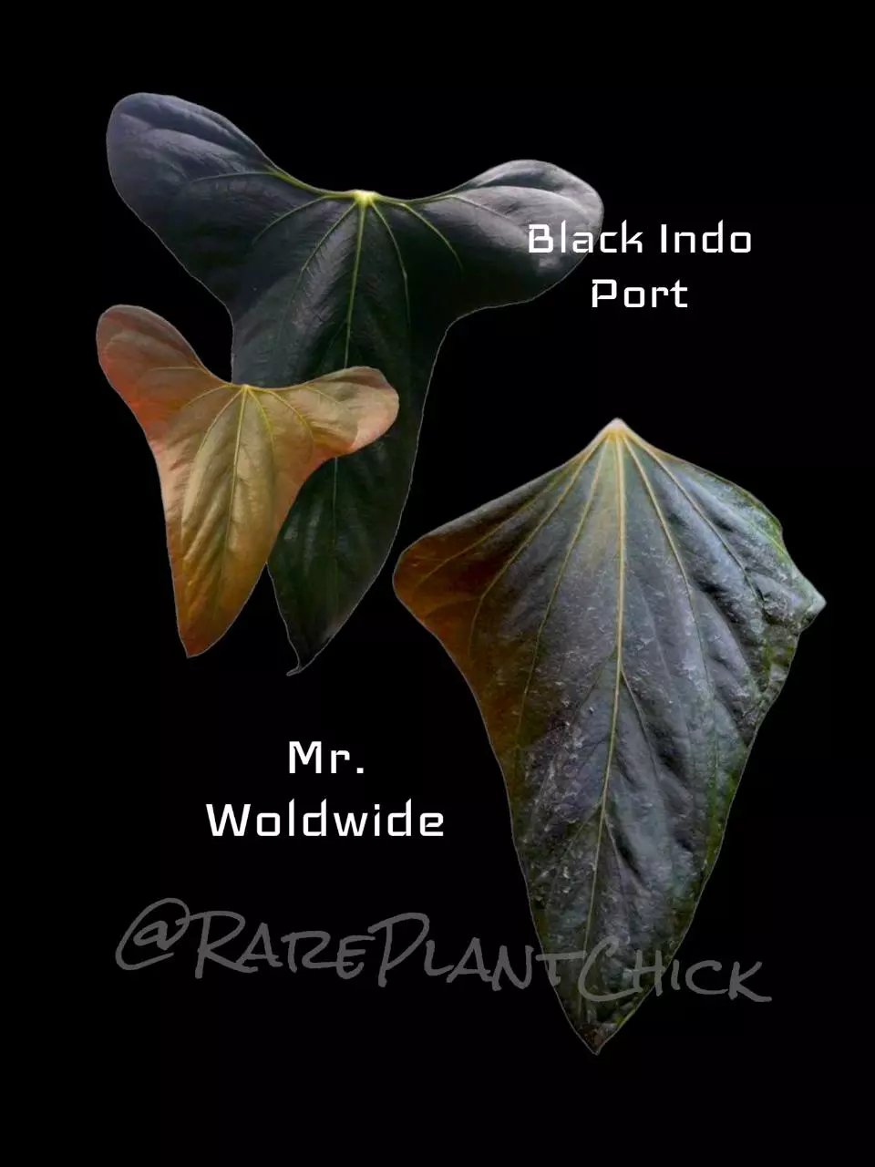 plant/Black Port x Mr. WW negative as fuh-0