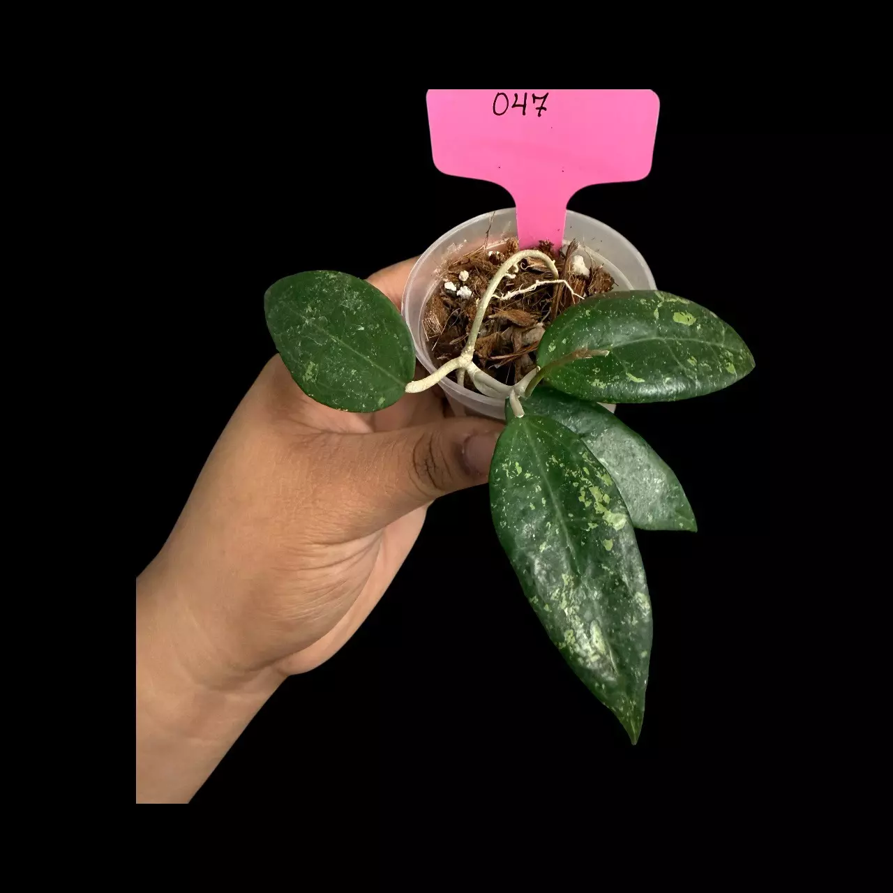 plant/PS047 Hoya sp Java-0