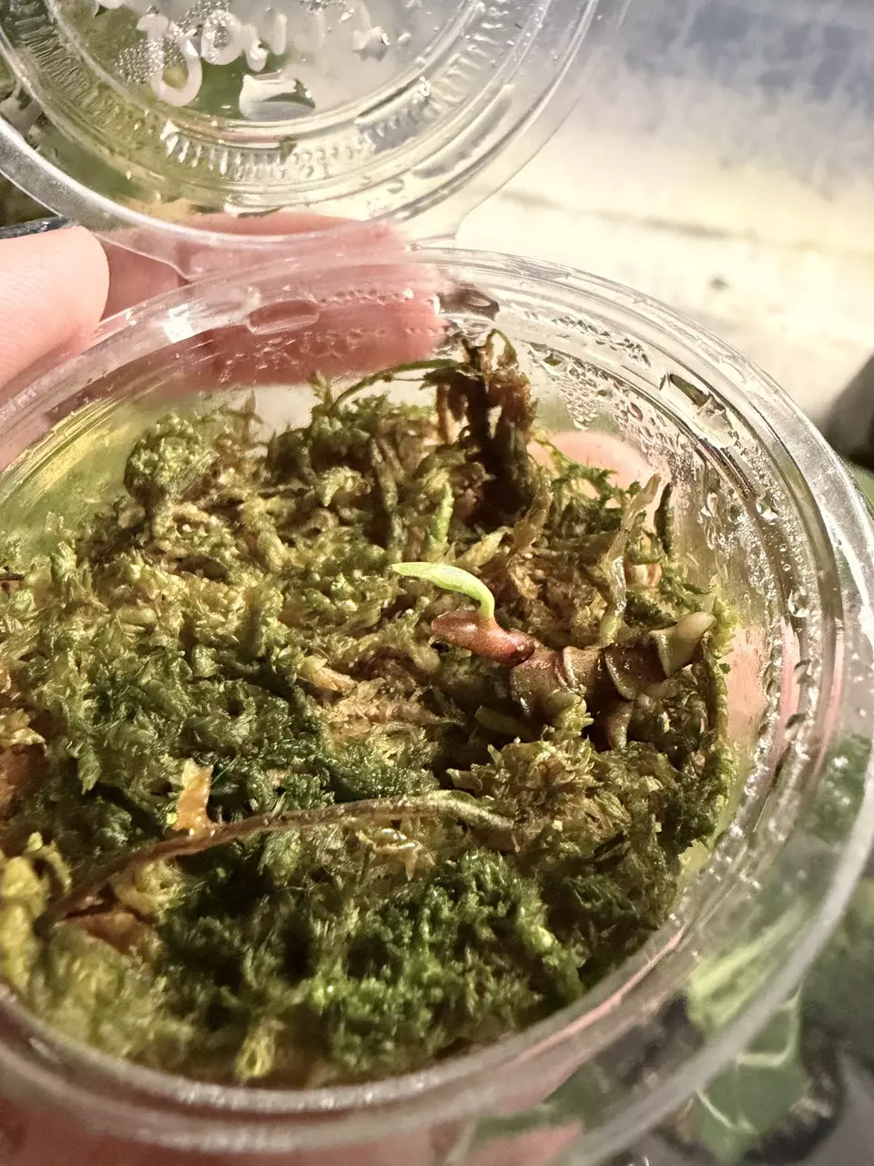 plant/anthurium Dorito var pink Albo B2-0