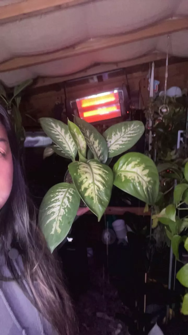 plant/Diffenbachia-0