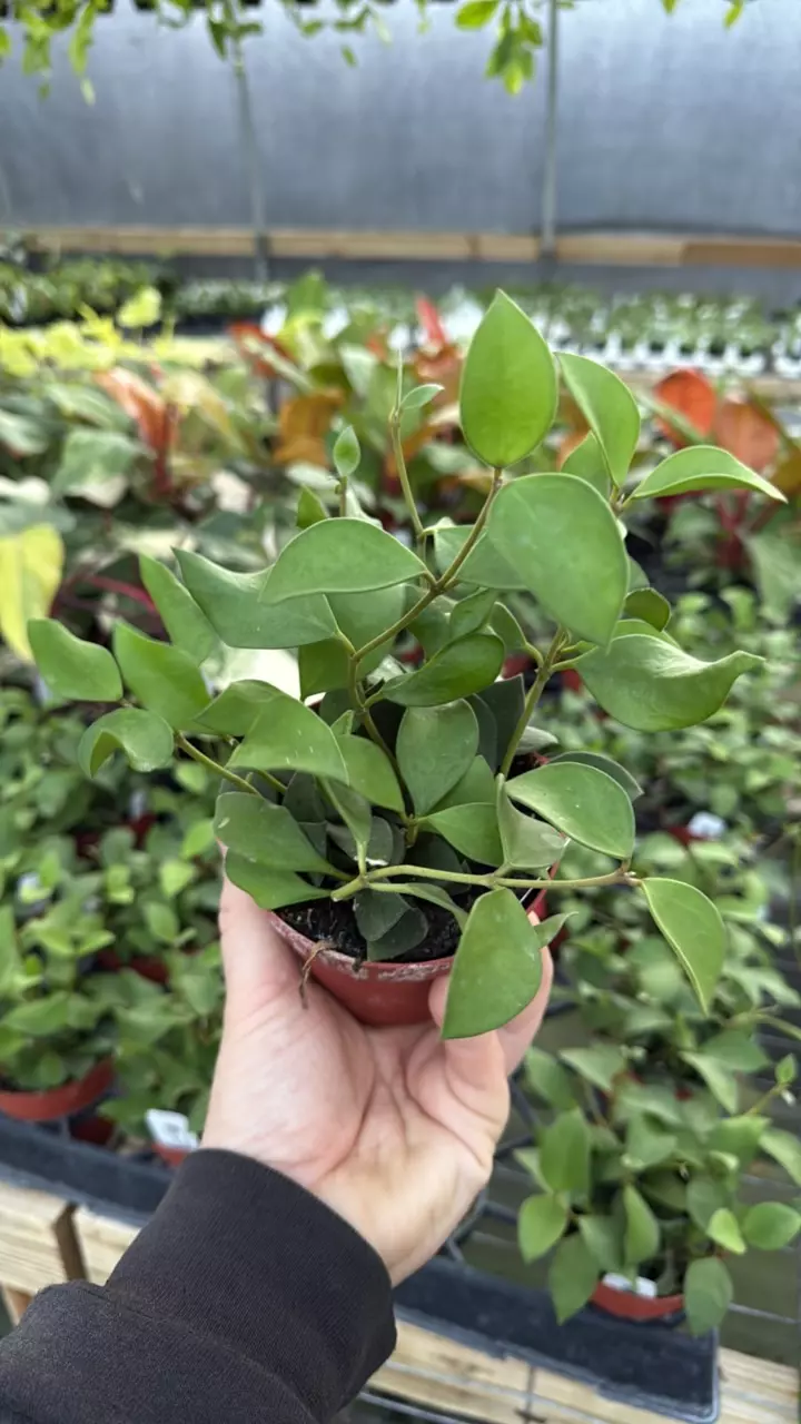 plant/4” Hoya nummularioides *** SPECIAL ***-0