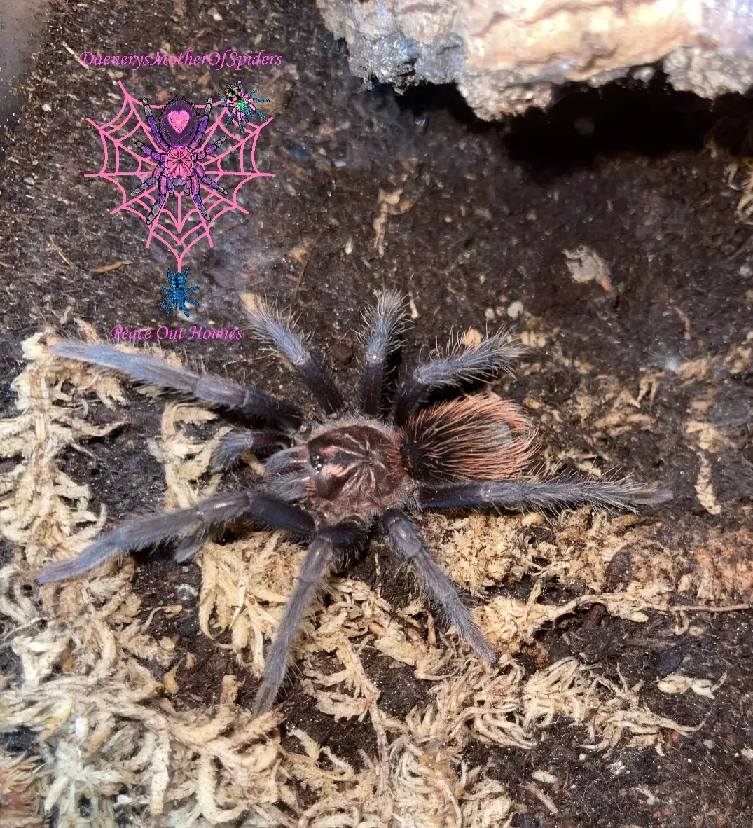 plant/Xenesthis sp Blue 1.5”-1