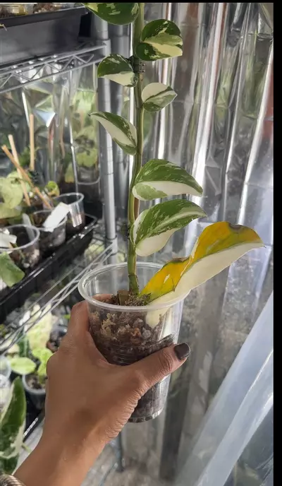 plant/Raphidophora Hongongkensis Albo-0-thumbnail