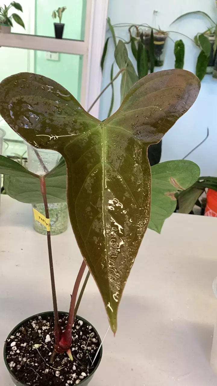 plant/papi x pinkleyi-0