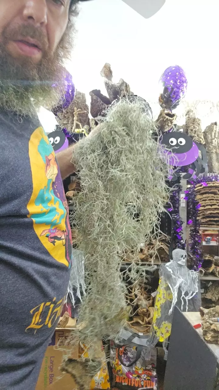 plant/Spanish moss-0