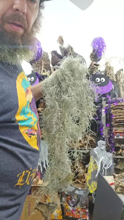 plant/Spanish moss-0-thumbnail