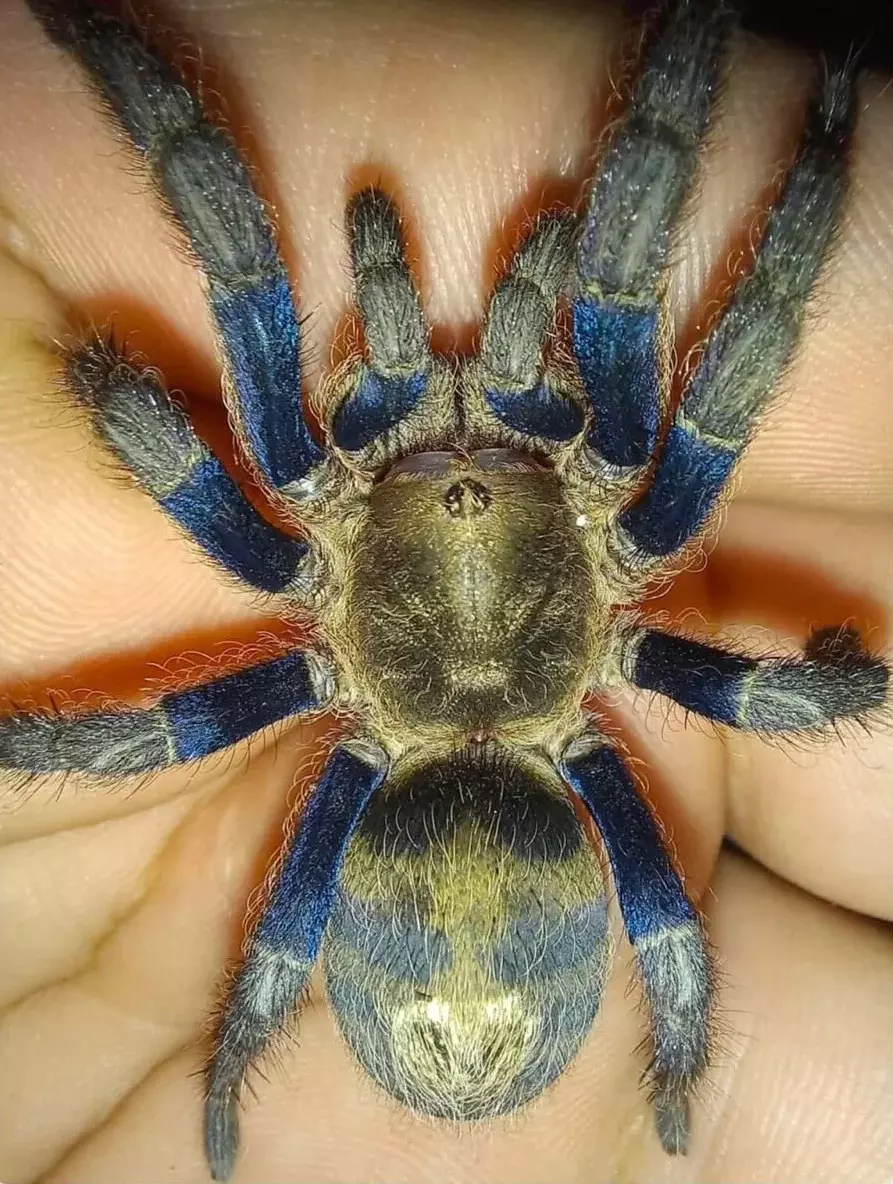 plant/Anqasha sp. Blue .5”-0