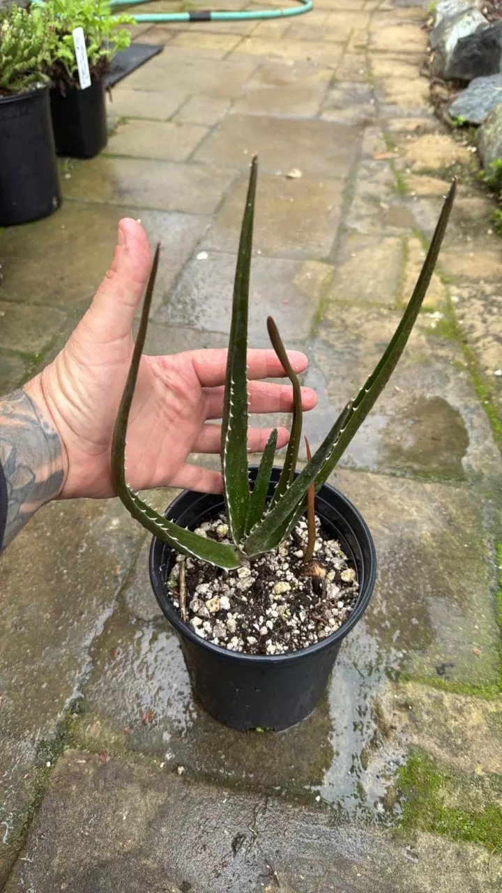plant/Aloe Hercules F3 ‘Baracuda Jaws’-0